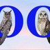 Two Owls Birding (@twoowlsbirding) Twitter profile photo Two Owls Birding (@twoowlsbirding) Twitter profile photo