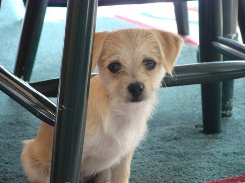 penguinknits's profile picture. 