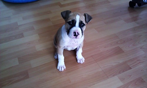 VDocekal's profile picture. SKS 🔴⚪️