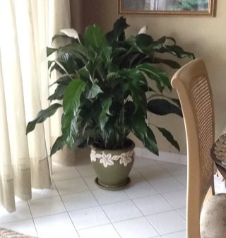 druella's profile picture. 