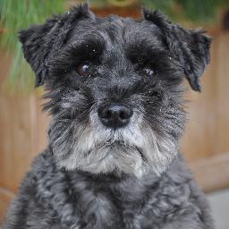 I'm a seven-year old miniature schnauzer living in Ottawa, Canada