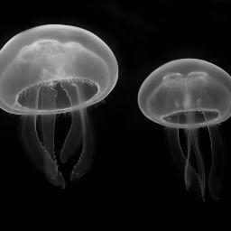 Japanning's profile picture. 