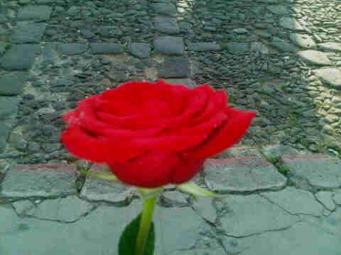 jeannettea2013's profile picture. 