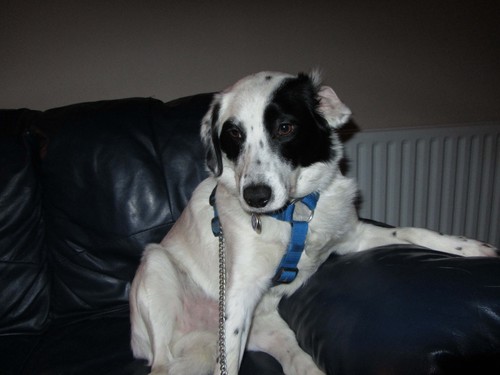 I'm your normal, average Dog, who lives with people who think i'm Crazy !!!