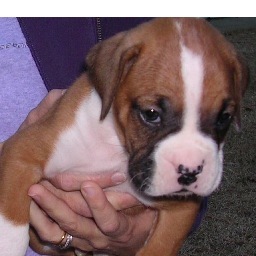 BoxerRescueMom's profile picture. Carolina Boxer Rescue is a volunteer run, 501(c)3 non-profit boxer rescue organization serving both North and South Carolina. I volunteer, foster and transport!