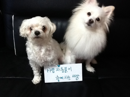 생명은 소중한것! 지구는 소중한것! 아프고 힘든 동물들이 많아지는건 인간때문이죠 
사지말고 입양해주세요~~