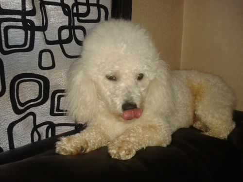 ckottito's profile picture. 