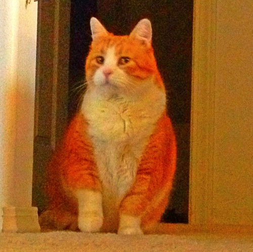 The Name is Elvis AKA Fat Elvis.  I love Sleeping, eating, and being squeezed.  Catnip is the game. Eating is my lifestyle.