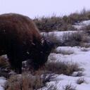 Joy Healy - @eowynbisonjoy - Twitter