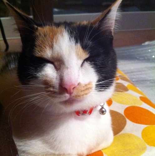 トンカツ好きです ねこも好きです あっしいて言えばカツ丼が好きです(￣▽￣)けん玉とアートバルーンが得意です 。ミクGTの応援をしています。ダンボーと写真の日々です。