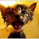 Holmes Powell - @RandallMoss229 - Twitter