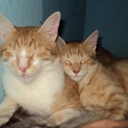 elias7006's profile picture. 