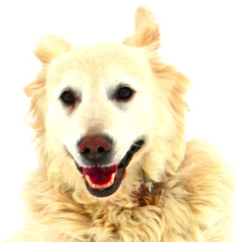 Golden Retriever extraordinaire who left us on 26th January 2018: Twittering left to mortal human (who's an Everton fan, listens to @themummers & takes photos).