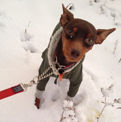 morisu_oscal's profile picture. ミニチュアピンシャーのビッキィ(♂二歳)の姉です！ビッキィが着ているお洋服は母上作です☆ ビール、ピアノ、野球が好きです(￣(工)￣)♡平成元年生まれです！宜しくお願い致します＼(^o^)／