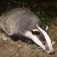 Si Needham (@simonneedham1) 's Twitter Profile
