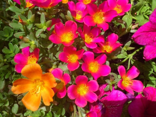 crinupo's profile picture. 