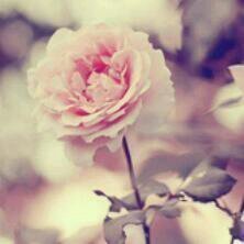 Roosjansen12's profile picture. 