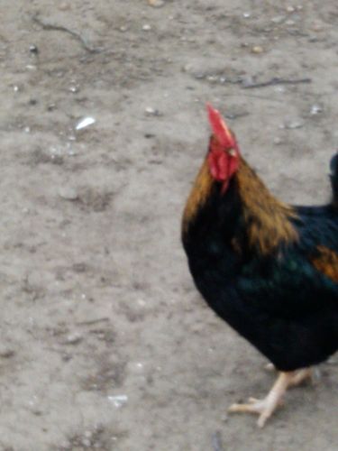 zekasremac's profile picture. Srem,Vojvodina!