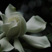 grapefruit (@sweet_fishes) 's Twitter Profile Photo