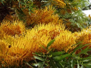 GrevilleaR's profile picture. 