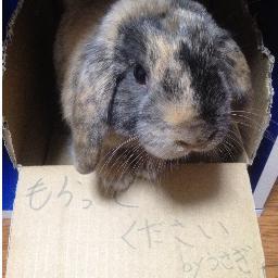 初代うさぎ11歳から月へ旅行中、二代目、絶賛PC横で寝てます
うさぎは室内放し飼いで健康的
アニメ勢 イラストとかベースとか老後の趣味は万端だ！