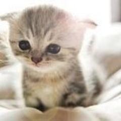アカウント作り直しました●～*
２－Ｈ　福田真那
よろしくです(・・)♪