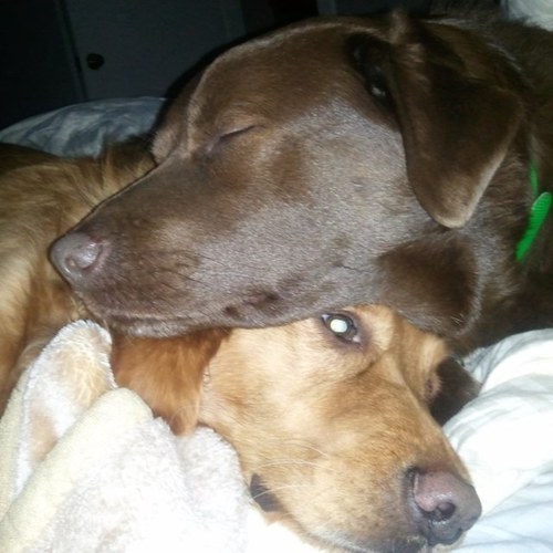 fatsolovescandy's profile picture. 