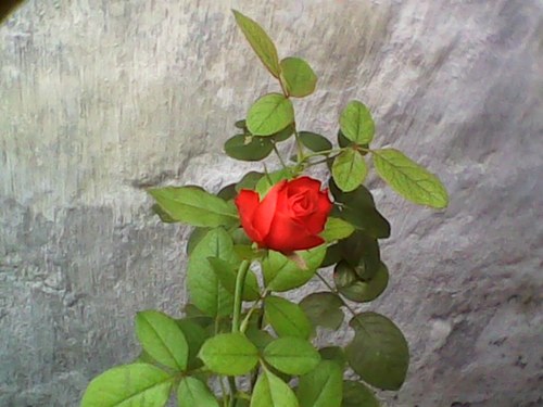 DsDwisulianah's profile picture. 