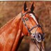 Noble Bestman (@supersteveno1) Twitter profile photo