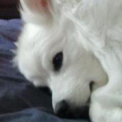 yagibear's profile picture. 