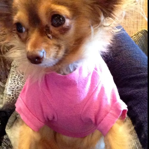 I'm just a stinky Chihuahua trying to make it in the world. #teamsnickers