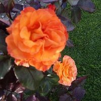 @donnawonna50 (@donnastamp1) Twitter profile photo