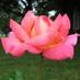 Lucinda Landau, RP, DMin. (@whenhopebecomes) Twitter profile photo