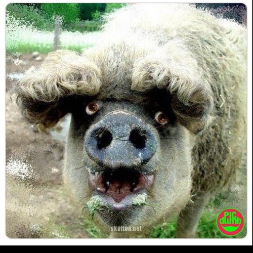 Volg ons en ontvang tweets met: - Memes - Leuke voetbalplaatjes - Quiz plaatjes En nog veel meer, De Balleeihh (NEEM ONZE TWEETS NIET SERIEUS)!!