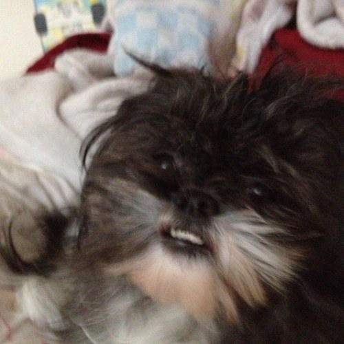 charelstonpup's profile picture. 