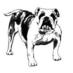 Bulldog News (@bulldognews) Twitter profile photo