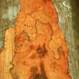Sharing the about the worldwide impacts of  Phytophthora species. Sudden Oak Death, Potato Late Blight, Port-Orford Cedar Root Rot.