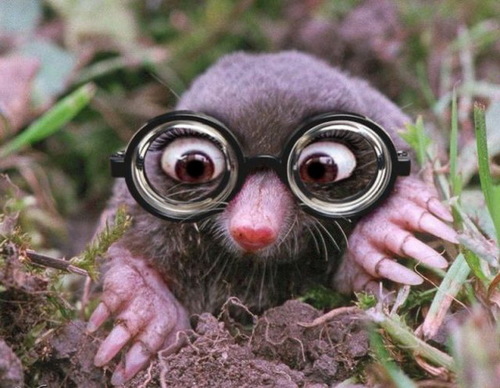 Love Moles Hate Voles.
(Un)official Barley Mow mascot.