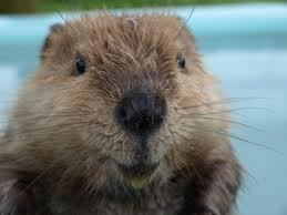 I'm A Beaver. Follow me.