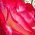 Vivien Wulff (@vivadelona) Twitter profile photo