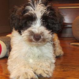 celestinapakel's profile picture. 