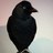 thatvintagebird's profile image