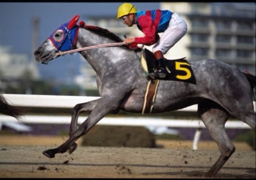 fkfkfy's profile picture. 11年間妻と別居後離婚。息子と時々会うのが楽しみ。競馬はテレビで観るだけに。タマモクロスは、虚弱体質だけど速くて強い。南井元騎手とのコンビもグッド。狂ったような追い込みをもう一度観たいな。よろしくお願いします。