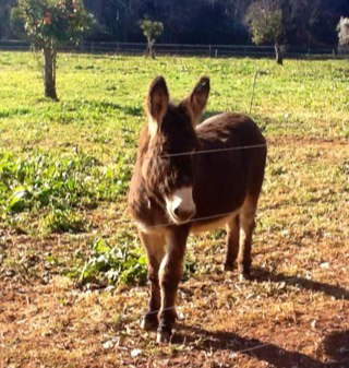 alfredolin1's profile picture. 