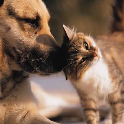 We created this account to help stop the abuse of animals. There's a lot of things you can do to help!  We follow back.