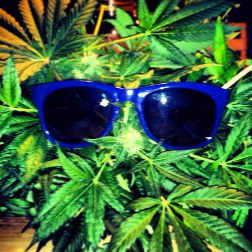 CheefinReefer27's profile picture. All American Pot Head #Legalize2012 #cloud10 #awesome #highasme S/O to any and all members of the armed forces #keepinitreal so we dont have to #thatswhatsup