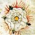 Richard III Soc CA (@richardiiica) Twitter profile photo Richard III Soc CA (@richardiiica) Twitter profile photo