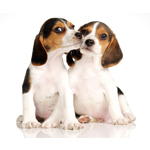 Choose the ideal dog crate, kennel or carrier from our selection. We also carry comfortable beds and accessories at http://t.co/cF74uNZh