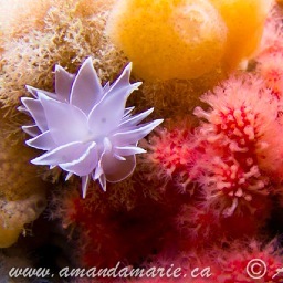 Underwater photographer based in Victoria,BC, Canada. Trying to give a voice to canadian Waters.
