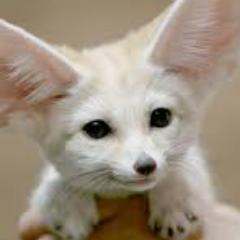 I'm a Landscaper! ~female, fennec fox, kid~ #ThemeSong Hello by Evanescence #Owner: @DawnTheKiller #Daddy: @amosgavin1996 #Mommy: @XFox_Angelx